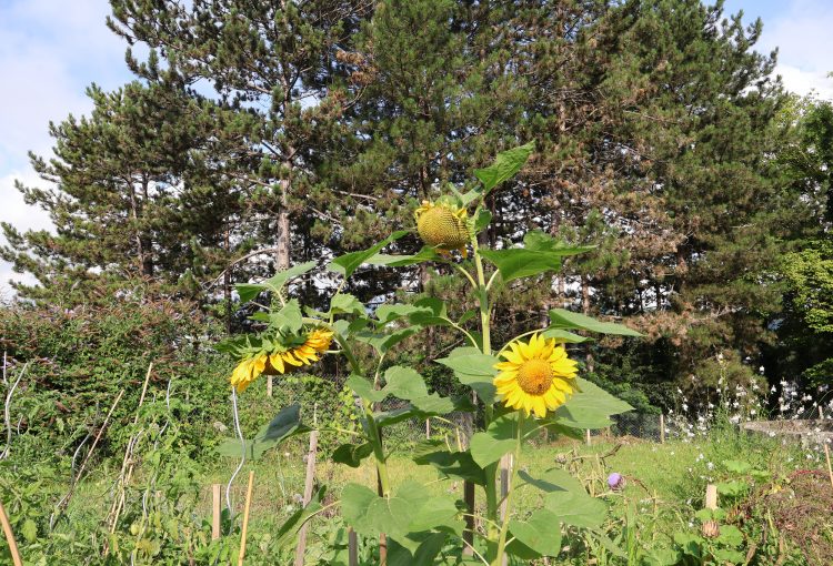 Inauguration des Jardins du Bon Goût