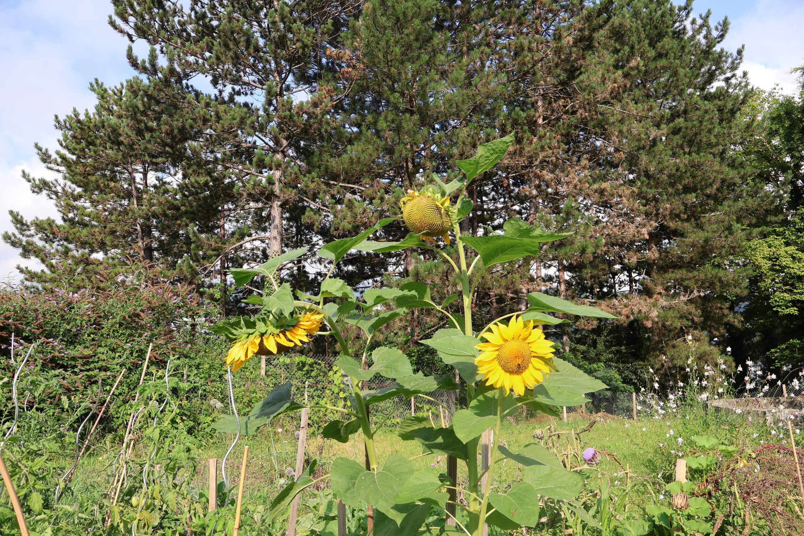 Inauguration des Jardins du Bon Goût